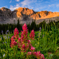 wildflowers