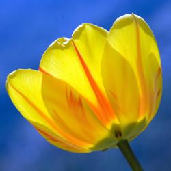 tulip flower